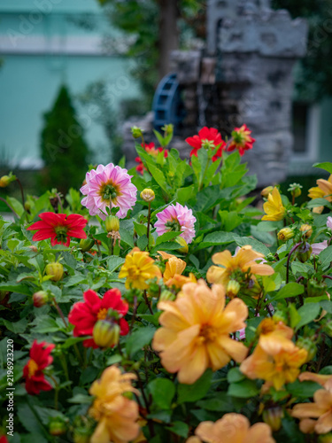 A flower bed with beautiful flowers. Peony flowers, beautiful peony inflorescences.
