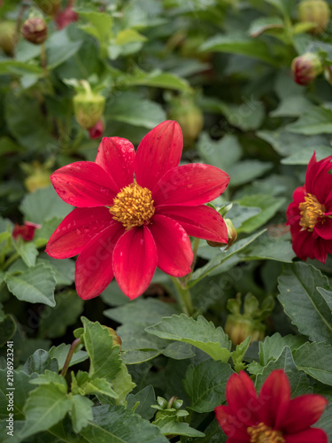 A flower bed with beautiful flowers. Peony flowers, beautiful peony inflorescences.