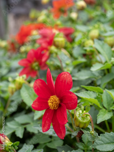 A flower bed with beautiful flowers. Peony flowers, beautiful peony inflorescences.