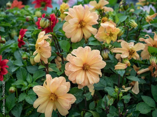 A flower bed with beautiful flowers. Peony flowers, beautiful peony inflorescences.
