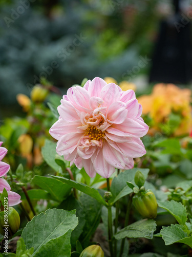 A flower bed with beautiful flowers. Peony flowers, beautiful peony inflorescences.