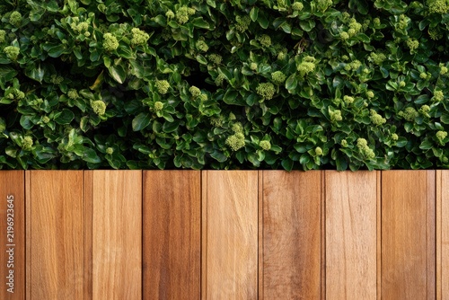 Natural Green Hedge Meets Warm Wooden Fence Texture.