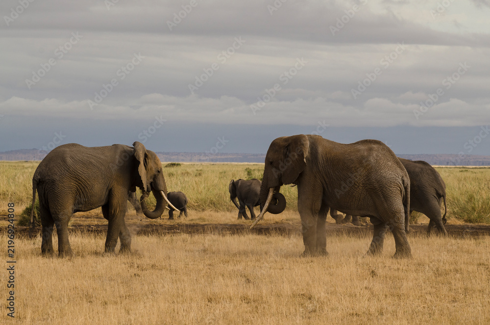 Fototapeta premium Eléphant d’Afrique,
