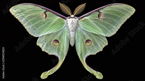 Luna moth wings macro pale mint green translucent venation eyespot feathery antennae wing scale black background wildlife photo
