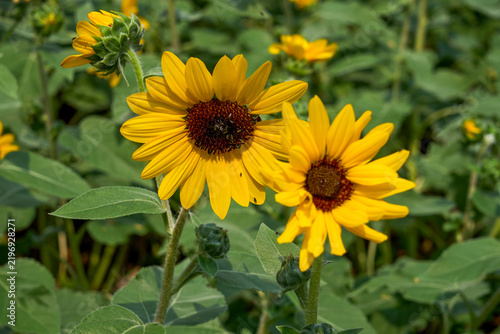 Close-up of two sunflowers blooming side by side