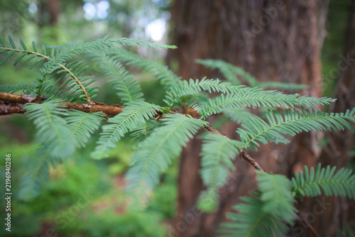 Fresh green ferns hang from a tree branch