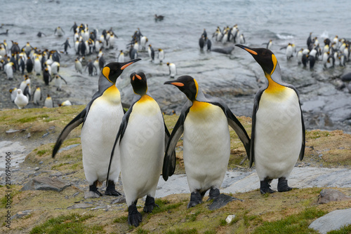 Colony of king penguins at St. Andrews Bay, South Georgia