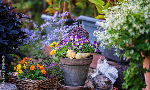 Beautiful autumn garden decoration in a clay pot with purple pansies, small gourds, and sedum flowers in a blurred backyard.
