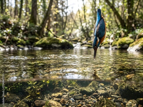 A vibrant common kingfisher diving headfirst toward clear river water, captured in a split-level view showcasing bright blue plumage and a lush forest stream.