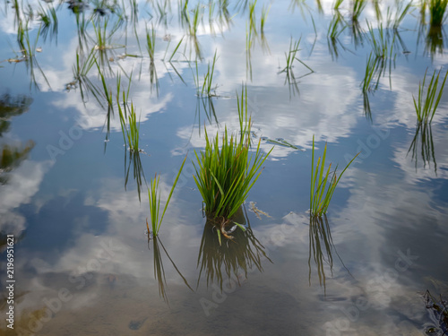 Young rice paddy sprouts growing in a flooded field with sky and cloud reflections on water