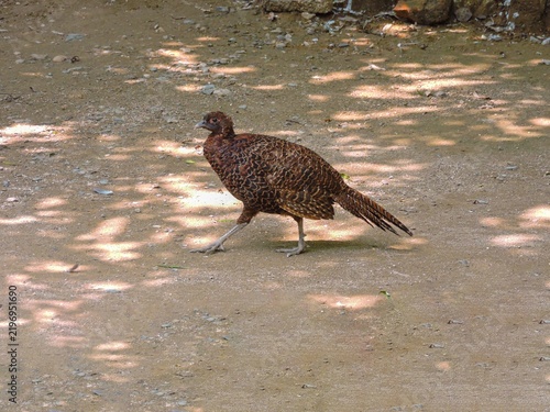 Foto Closeup Mottled brown female pheasant foraging on sandy ground with dappled sunl