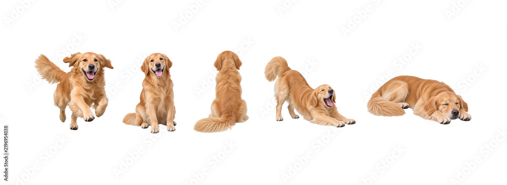 Obraz premium Golden Retriever png