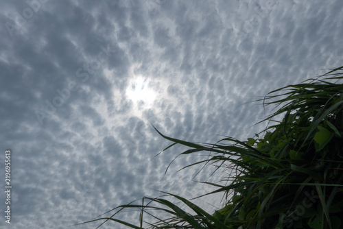 Plakat 明るい太陽の光が薄曇りの波状の雲模様を映す