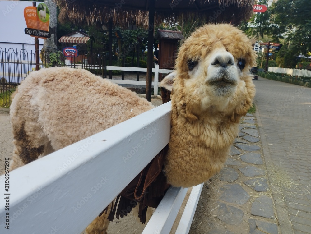 Fototapeta premium alpaca in zoo