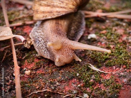 Bild auf Leinwand Front of view  a garden snail crawling on wet ground with green moss