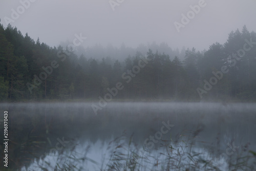 Misty lake with dark wood and blur reed in front