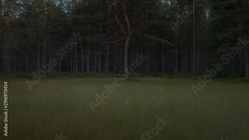 Lone pine tree in focus against dark forest and meadow