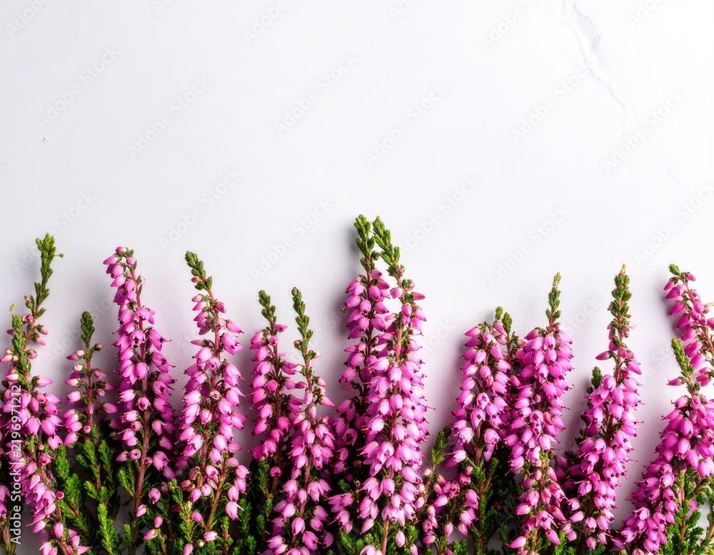 Obraz premium Close-up of pink heather flowers against a light background.