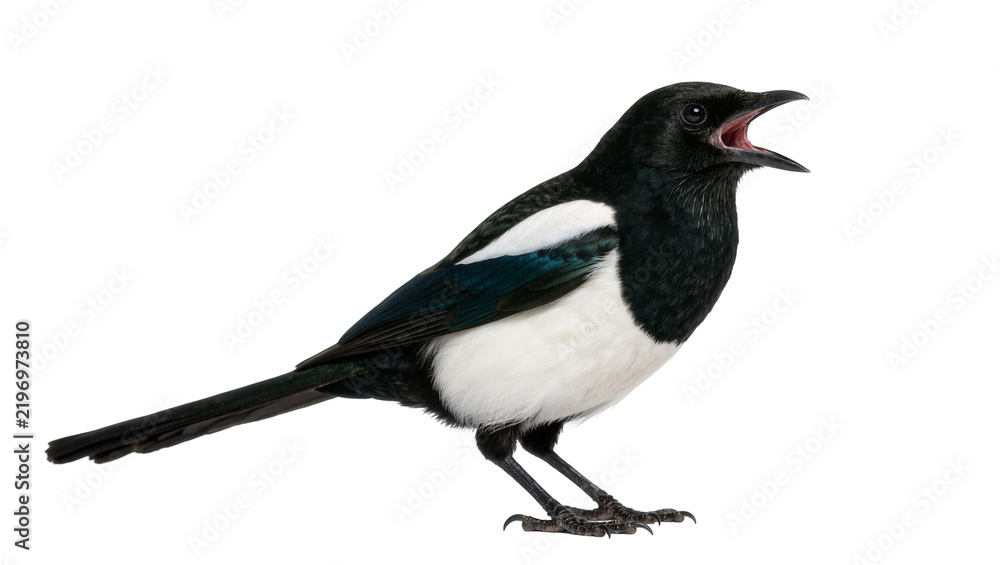 Obraz premium Black and white magpie bird with open beak, isolated on transparent background