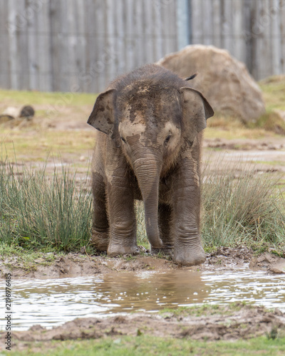 фотографія Muddy baby elephant