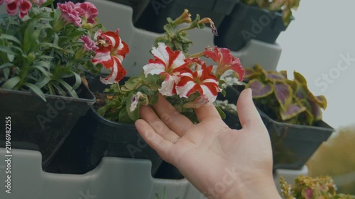 A woman’s hand touches the striped petunias growing in outdoor pots, close‑up shot.