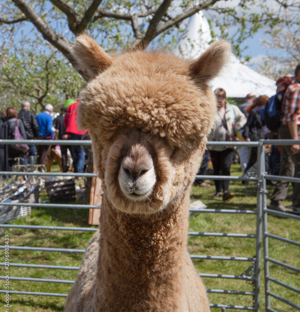 Obraz premium Lama or alpacha at the spring fair at Frederiksoord. Maatschappij van Weldadigheid