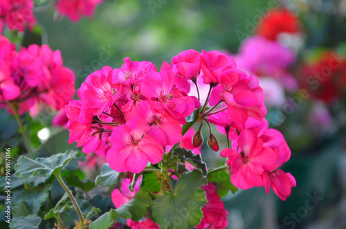 Принти на полотні Pelargonium ' Moxie Deep Rose Mega Splash'  full blooming inflorescence