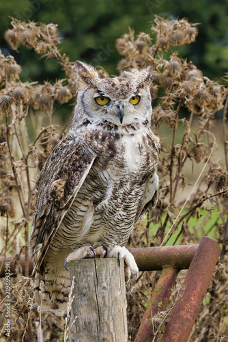 A Great Horned Owl (Bubo virginianus) perches on a weathered wooden fence post in front of dried, brown thistles, staring directly forward with bright yellow eyes