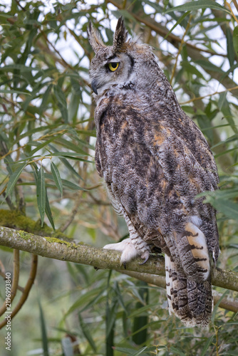 A Great Horned Owl, Bubo virginianus, in profile, perched alertly on a mossy tree branch surrounded by lush willow foliage