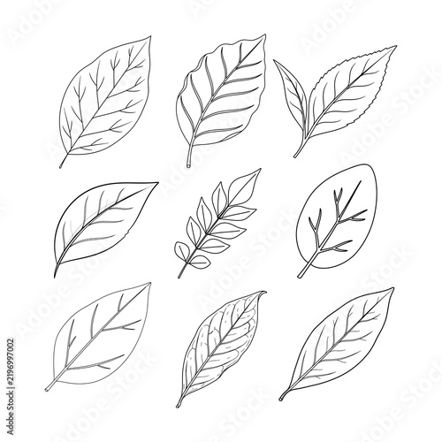 Set of botanical leaf line art vector illustration, outline foliage elements collection
