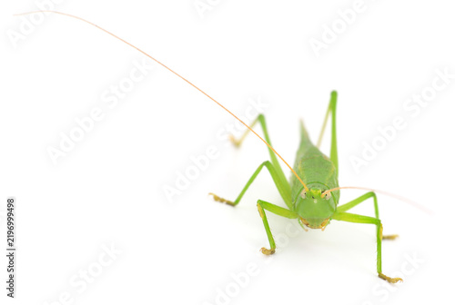 green bush cricket front view macro isolated on white background