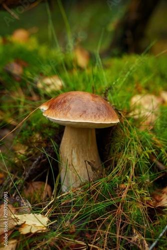 Quadro su tela Large porcini mushroom with a brown cap growing in green moss and grass on the f