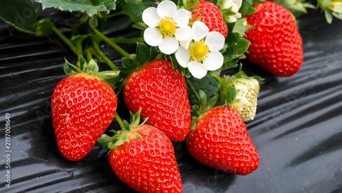 Fresh strawberries with white flowers
