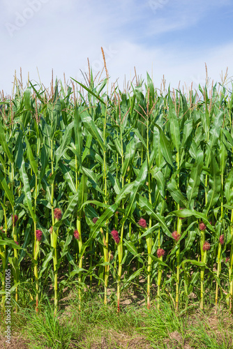 Maisfeld (Zea mays subsp. mays) , Niedersachsen, Deutschland, Europa