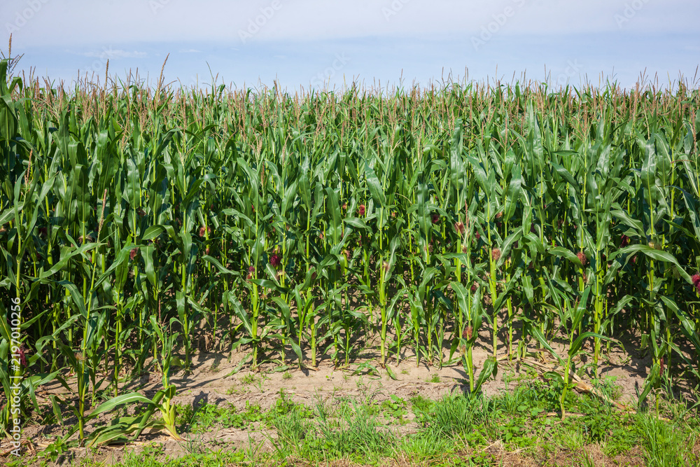 Naklejka premium Maisfeld (Zea mays subsp. mays) , Niedersachsen, Deutschland, Europa