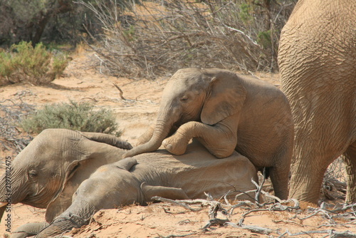 Photography A Namibian desert elephant calf in Damaraland, Namibia.