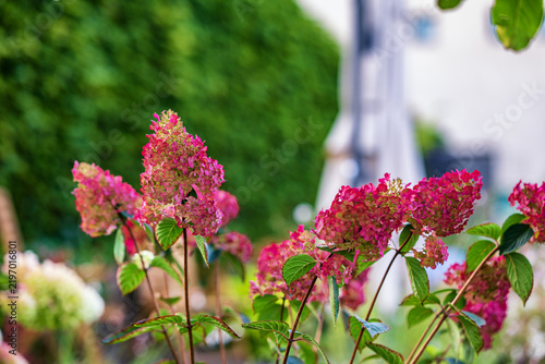 Beautiful pink panicle hydrangea flowers blooming in an autumn garden with a lush green blurred background.