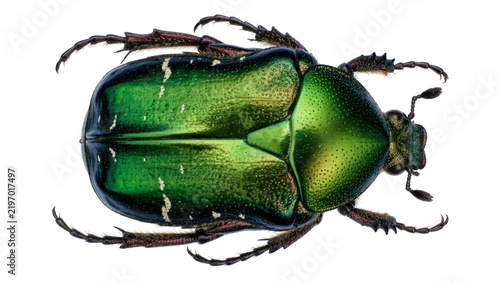 Obraz na płótnie Metallic green scarab beetle with white speckles, isolated on transparent backgr