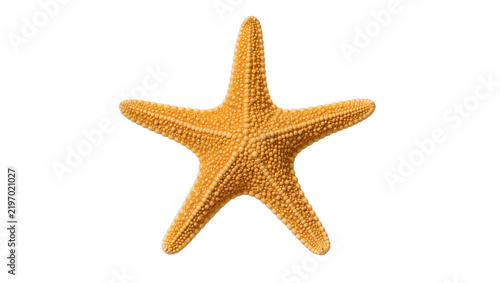Foto Orange starfish with five arms textured surface, isolated on transparent backgro