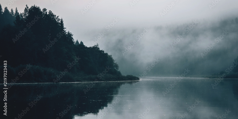 Obraz premium A forest in a misty landscape in the early morning