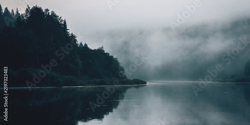 A forest in a misty landscape in the early morning