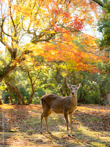 Canvastavla 紅葉の木陰に差し込む光。鮮やかな木漏れ日の光。鹿のシルエット。逆光に輝く体毛。野生の鹿のいる風景。自然風景素材。