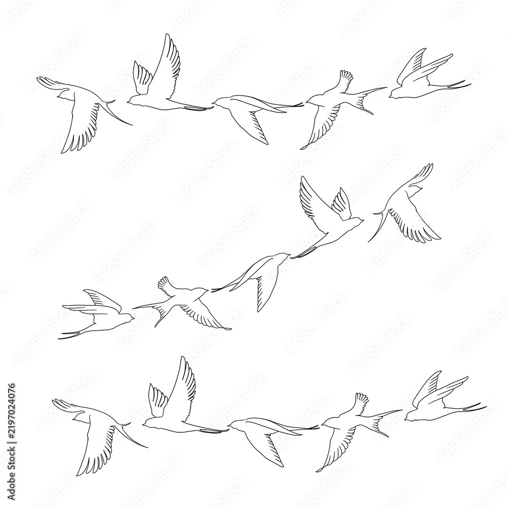 Obraz premium vector illustration of a set of birds