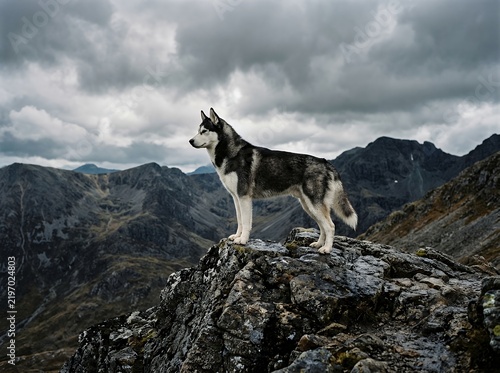 Siberian Husky Standing Proudly on a Rocky Mountain Peak Under a Dramatic Sky.