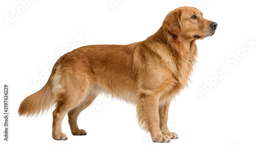 Картината върху платно Golden Retriever dog standing proudly, isolated on transparent background