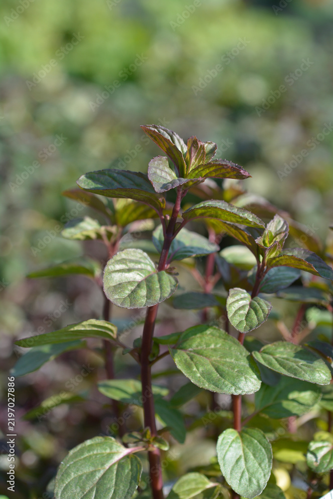 Obraz premium Bergamot mint leaves - Latin name - Mentha piperita f. citrata Bergamotto