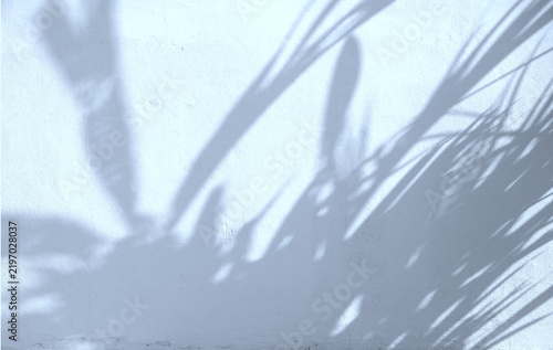 The natural shadows of branches and leaves on a white wall are used as a background for text design.