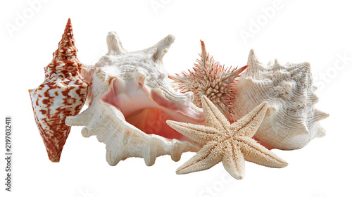 Фотография Collection of various sea shells and a starfish with textured surfaces