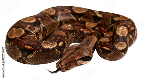 Canvastavla Coiled brown boa constrictor snake with patterned scales and extended forked ton