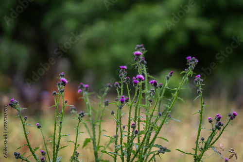 Принти на полотні Carduus crispus, commonly known as welted thistle, with clusters of small purple-pink flower heads on spiny, winged stems